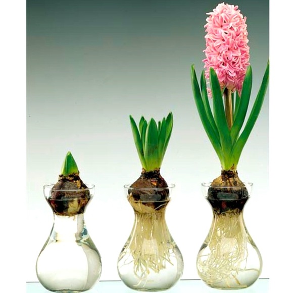 Spring Bulb Forcing Vase Frosted Crackle Glass Hyacinth Amaryllis Crocus Tulip - Picture 3 of 8